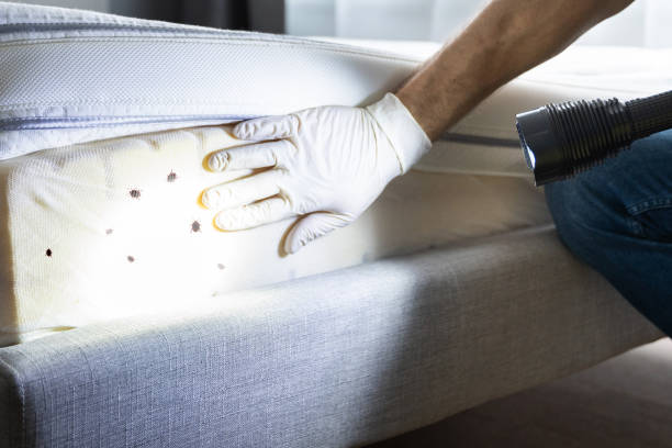 Best Pest Inspection Near Me  in South San Gabriel, CA