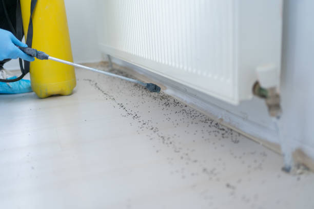 Best Affordable Pest Control Services  in South San Gabriel, CA