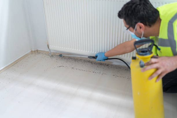 Best Flea Control Services  in South San Gabriel, CA